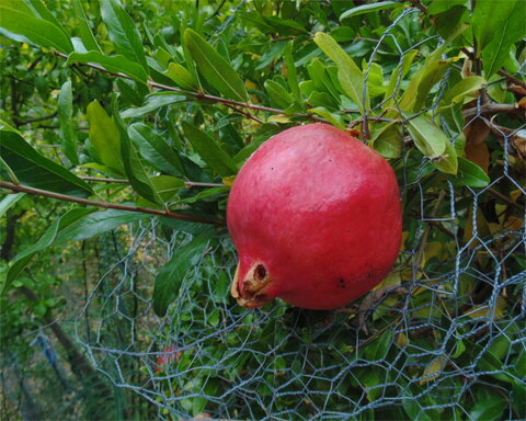 images/stories/virtuemart/product/al-sirin-nor 